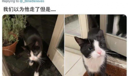 猫电视剧,猫咪王国大冒险