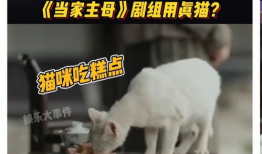 猫电视剧,猫咪王国大冒险