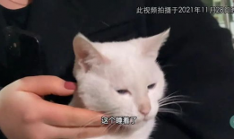 猫电视剧,猫咪王国大冒险