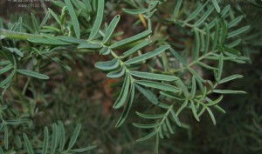 麻豆植物,麻豆植物的神奇功效与栽培技巧揭秘