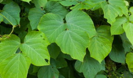 麻豆植物,麻豆植物的神奇功效与栽培技巧揭秘