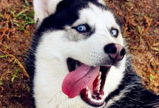 二哈漫画,欢乐逗趣，治愈心灵