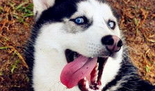 二哈漫画,欢乐逗趣，治愈心灵